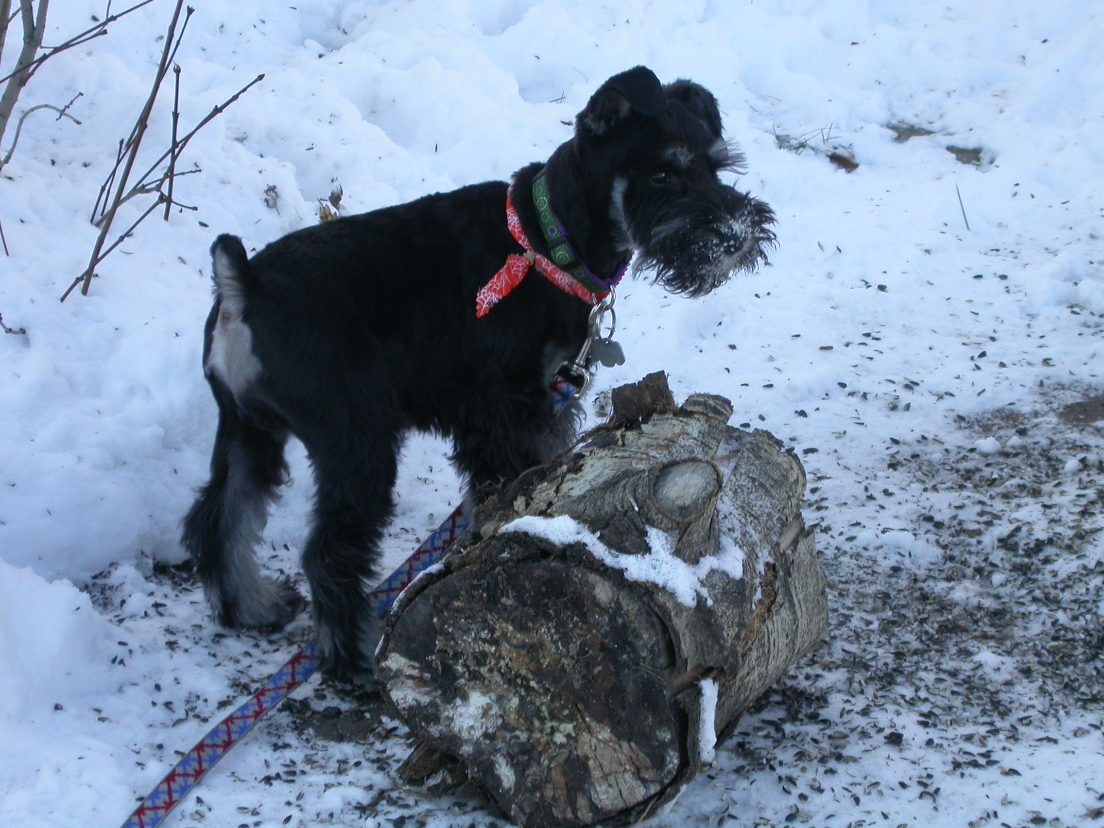 Younger helper out in snow.