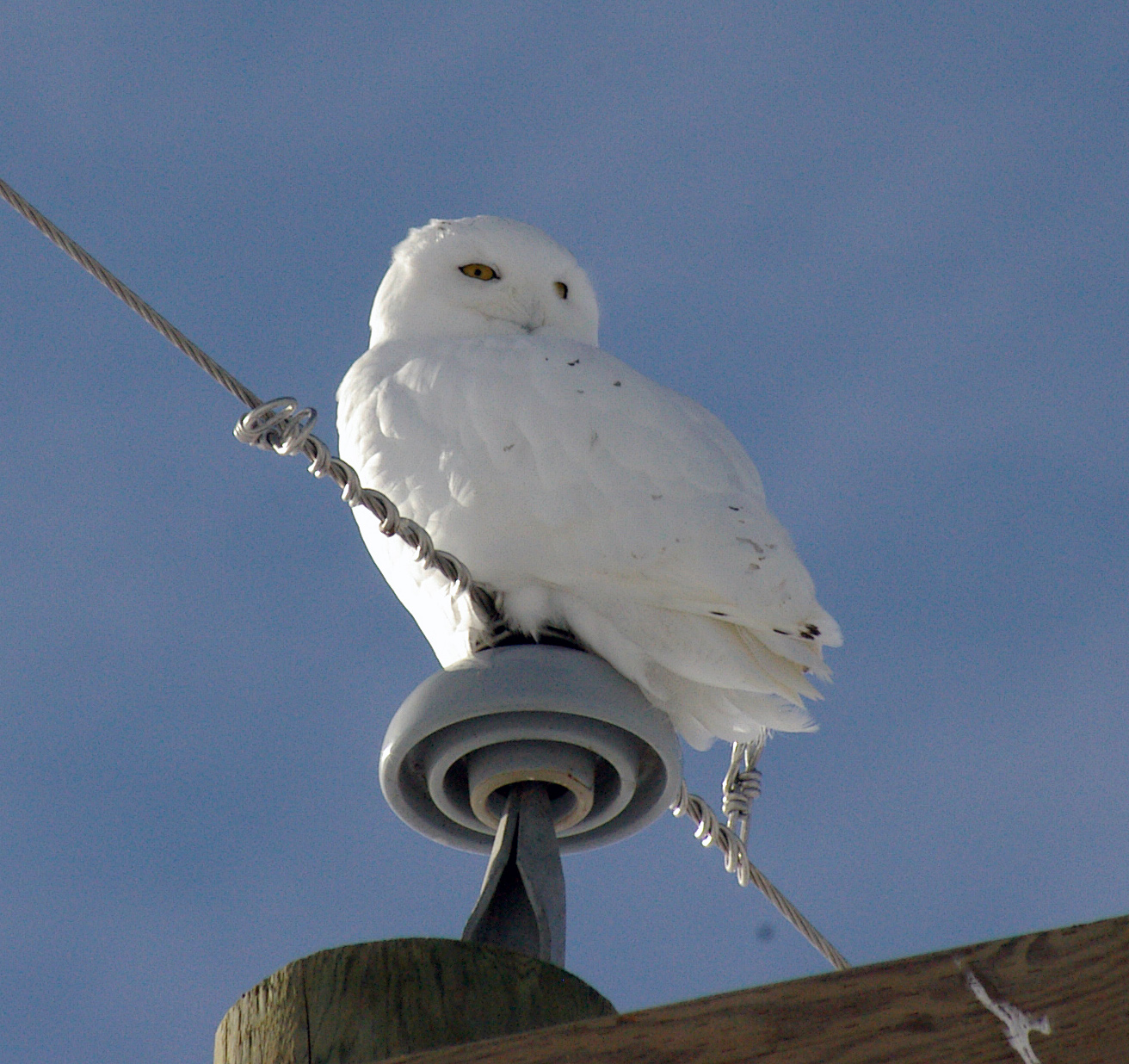 Snowy Owl